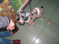 All dogs are dressed in Taipei!