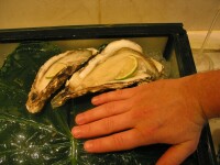 Giant oysters!