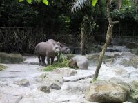 Pigmies, Singapore Zoo