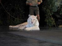 White Tiger