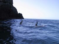 Are they sharks?!  Just friendly seals!